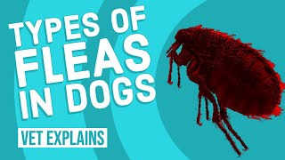 Types of Fleas in Dogs | Vet Explains