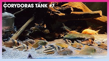 Tổng hợp các loại #Corydoras (Cá Chuột) #7