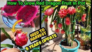 How To Grow Red Dragon Fruit In Pot | Seed To Harvest,3 Year Updates घर में उगाइये लाल ड्रैगन फ्रूट