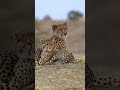 الفهد هو أسرع حيوان بري على وجه الأرض، إذ يبلغ سرعته مئة وعشرين كيلومترًا في الساعة #وثائقي
