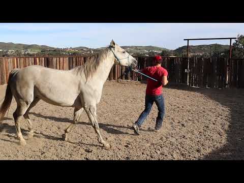 Groundwork: Walking on a Lead Rope