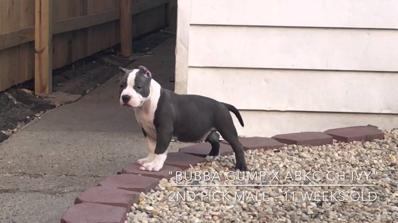 razor edge pitbull puppies for sale near me