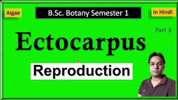 Ectocarpus reproduction