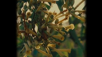 Shallou - Embrace (Official Visualizer)