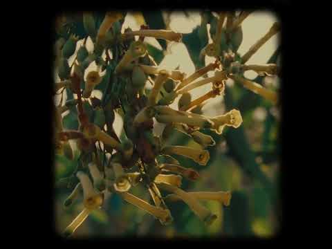 Shallou - Embrace (Official Visualizer)