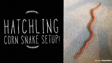 How To Setup a Hatchling Corn Snake.