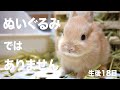 生後18日！仔ウサギがペロペロしてくれました　The bunny licked me#67