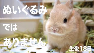 プロフ読んで下さい。うさぎ ☆BANNNE 170☆ BuNNY TRAP/ﾎﾞｰﾏｽ60 D21.22⋆ᙏ *✨️ on X: 