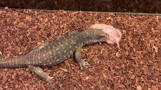 Monitor Lizard Vs Hamster (Graphic Content)