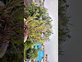 #shortvideo #shorts #viralvideo #viralshort #homegardening #homegardeningtips