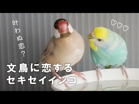 文鳥に恋するインコ いつも一緒で仲良しのらくちゃんと大吉ちゃん インコと暮らす 007 Budgerigar Javasparrow Youtube