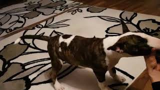 4 Months Old Bull Terrier Discovers A Sock