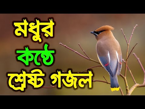 মধুর-কন্ঠে-শ্রেষ্ট-গজল-new-bangla-islamic-song-2018-hd-video