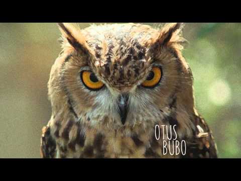 Bachar Mar-Khalifé - Ya Nas