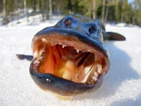 ЩУКА НА ЖЕРЛИЦЫ-ОТЧЕТ