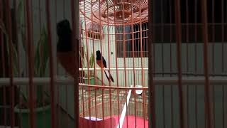 Murai Batu Medan  Pastol 7 Bulan Udah Siap Tempur Ring Zegen Farm