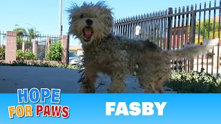 Fasby survives THREE coyote attacks - see his survival techniques at the end! #terrier