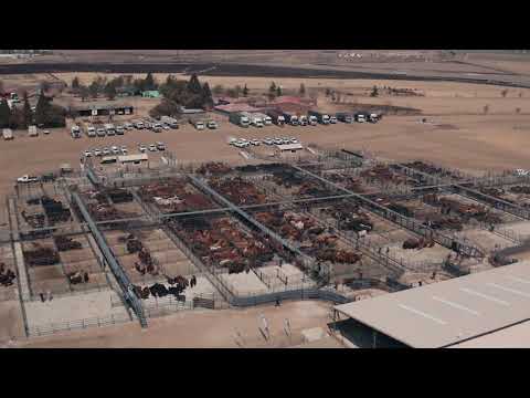 BKB Highveld Auction Facility | Opening day