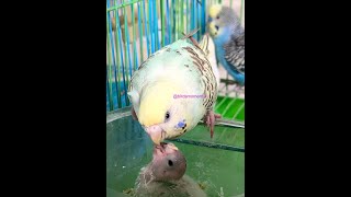 Pixie the budgie feeding her little baby budgie