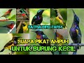 Terbukti Ampuh Suara Jernih Untuk Pikat Kolibri Dan Burung Burung Kecil Lain Nya Mp3 - Mp4 Download