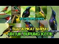 TERBUKTI AMPUH SUARA JERNIH UNTUK PIKAT KOLIBRI DAN BURUNG BURUNG KECIL LAIN NYA