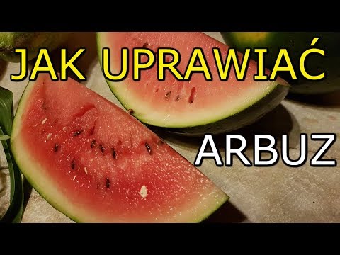 Wideo: Jak Uprawiać Arbuzy