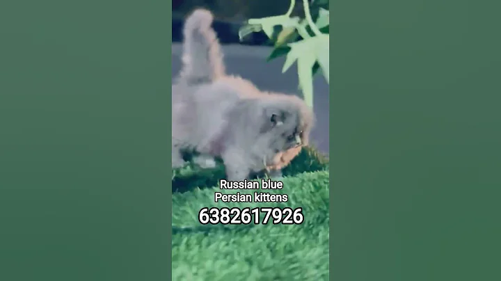 Video 11020101: russian blue persian kitten, russian blue persian cat