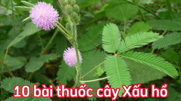 Cây Xấu hổ | Cây mắc cỡ | cây trinh nữ | hàm tu thảo | Mimosa pudica L | động thực vật rừng