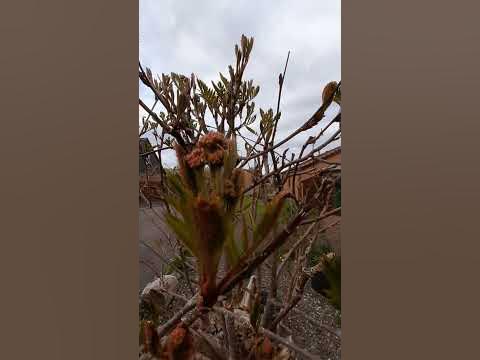 Rowan tree has flower buds 🏴󠁧󠁢󠁳󠁣󠁴󠁿🦚 - YouTube