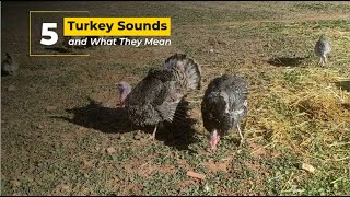 Five Turkey Sounds and What They Mean
