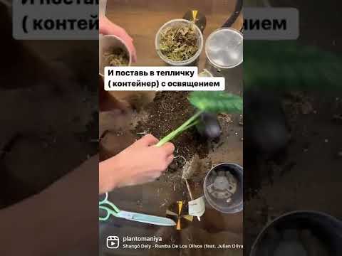 Идеальный способ выращивания