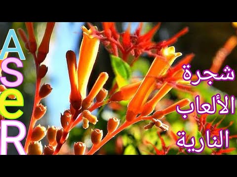 فيديو: استخدامات Firebush الشائعة - تعرف على كيفية استخدام شجيرات Firebush