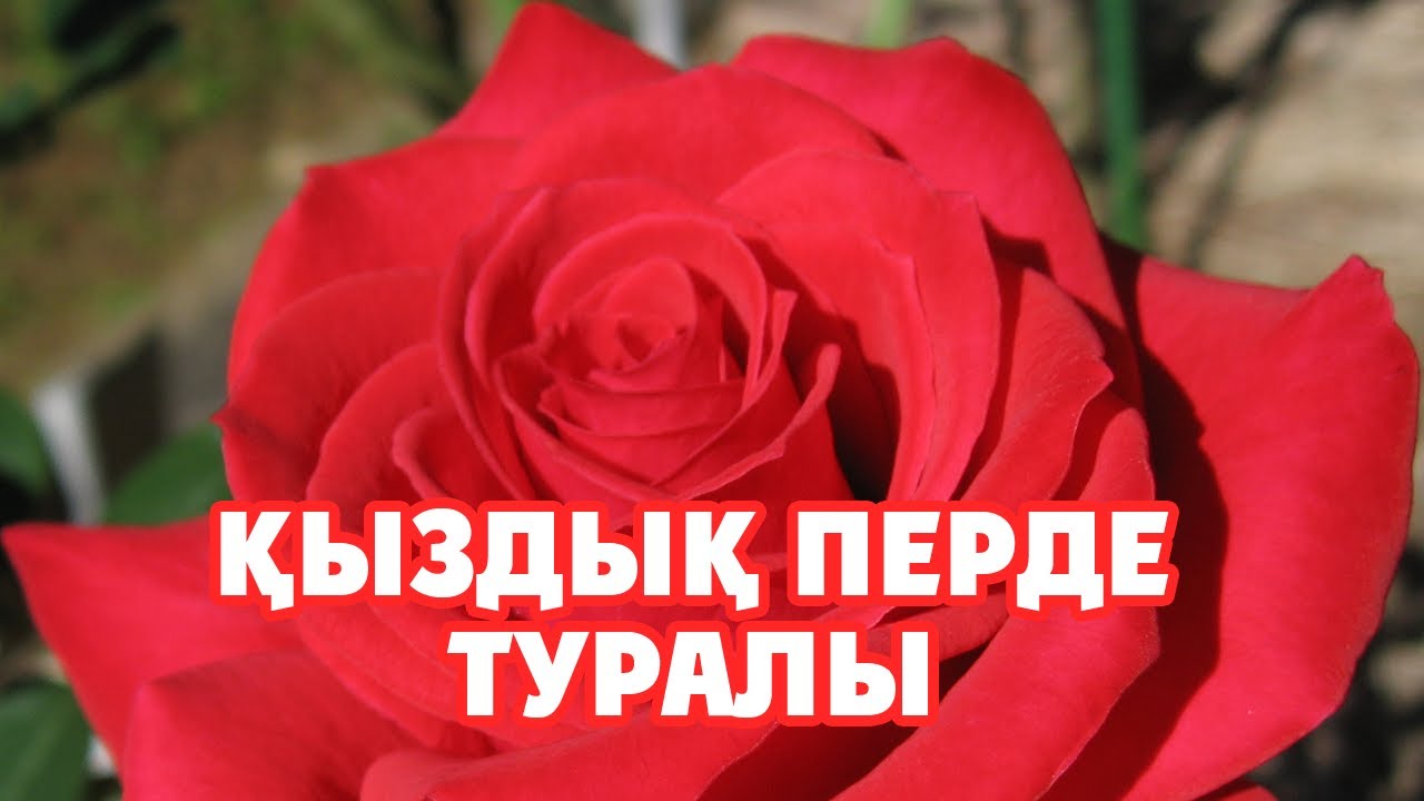 Қынаптың таралуы Смотреть онлайн порно в Новошахтинск