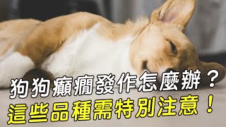 【獸醫這樣說】狗狗癲癇發作怎麼辦?愛寶寵新知 AIPAWs X 保健知識家