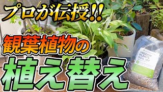 【超簡単】観葉植物の植え替えのコツを伝授します【観葉植物】【植え替え】【初心者】