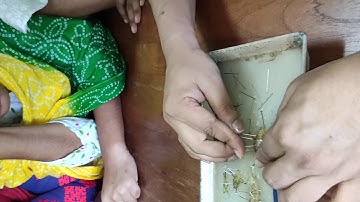 Grasshopper Dissection Entomology Level 2 Semester 2 | Bangladesh Agricultural University|