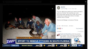 Indian tribesmen hunt for pythons