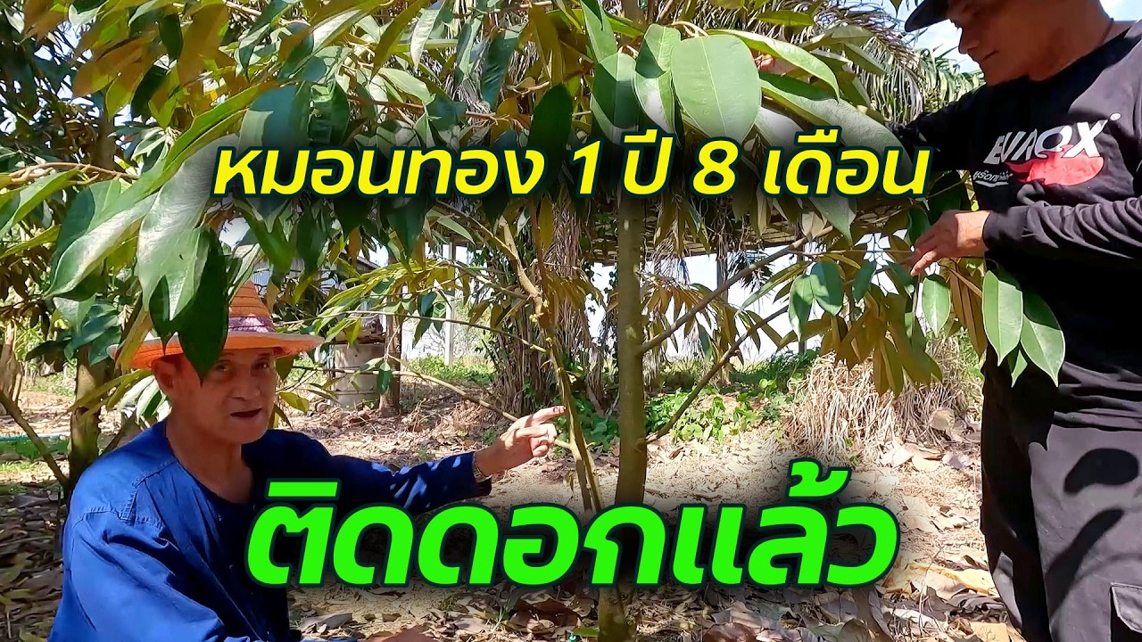 เชื่อหรือไม่ ทุเรียนหมอนทอง อายุเพียง 1 ปี 8 เดือนเท่านั้น ติดดอกแล้ว