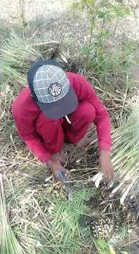 Cara panen cepat dan praktis sereh dapur atau kamijara