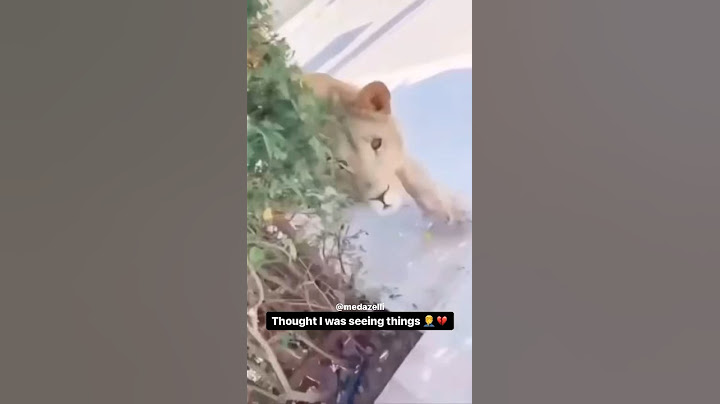 He Escaped From The Zoo 🦁