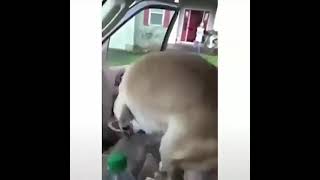 Funniest Animals - Best Of The 2022 Funny Animal Videos - Cutest Animals Ever by 100 PERCENT PETS 28 views 1 year ago 10 minutes, 16 seconds