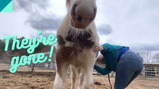 Horse Castration Recovery