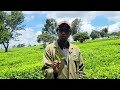 Tea farm tour in limuru kiambu 