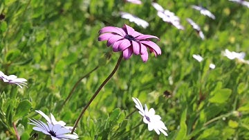 سورة تبارك كاملة القارئ يحيى عيشان #video #quran #video