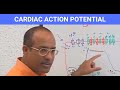 Cardiac Action Potential - Electrophysiology - Cardiomyocytes - Cardiology