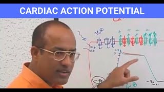 Cardiac Action Potential | Electrophysiology | Cardiomyocytes | Cardiology🫀