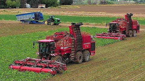 Sugar Beet Harvest - Crop Shuttle and Holmer