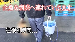 重症の金魚を病院に連れて行きました。