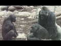 GORILLA TANGO - Mating Gorilla Rututu and Sonja - Baby Gorilla Nafi and Sadiki