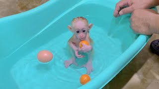 Dad practices special skills for baby monkey Kyo